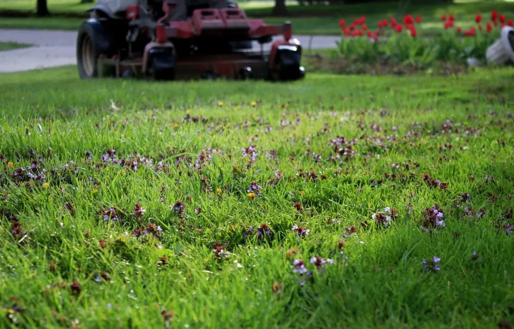 Expert lawn mowing service for residential properties in Harrison Township, MI by Terry's Lawn Service