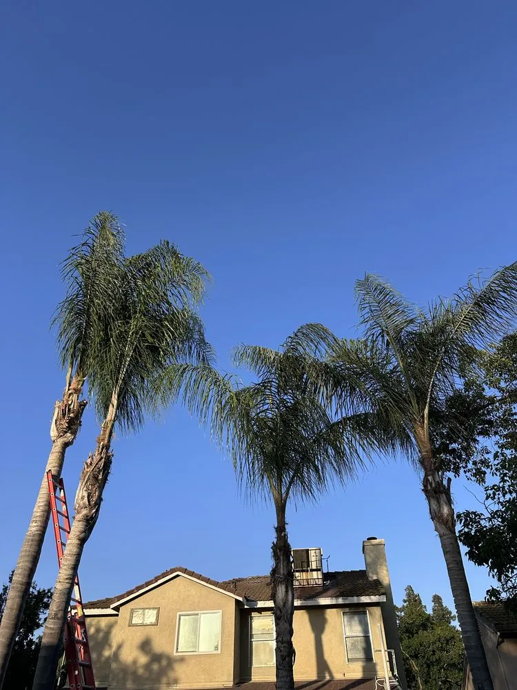 Custom residential landscaping in Modesto, CA by Tesoro Pristine Property Cleaning