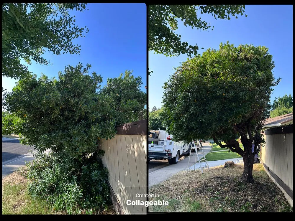 Affordable residential landscaping experts serving Modesto, CA - Tesoro Pristine Property Cleaning