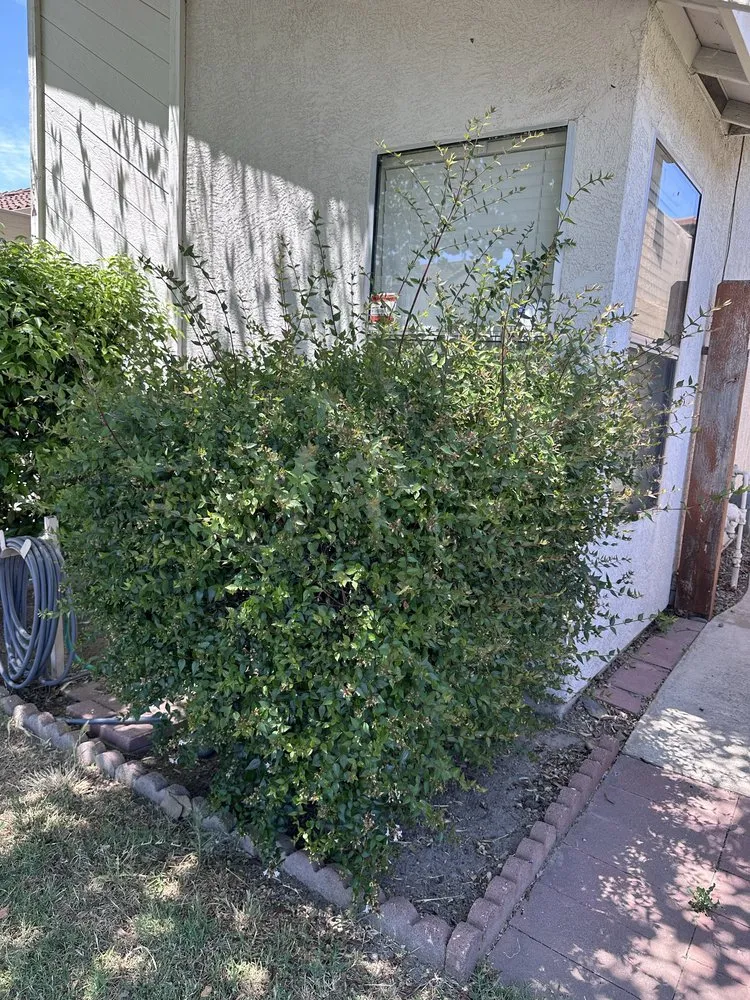 Top-rated residential landscaping for year-round maintenance across Modesto, CA - Tesoro Pristine Property Cleaning