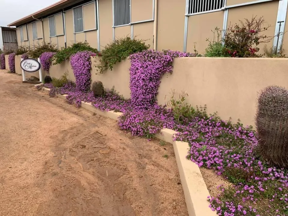 Top-rated yard cleanup service for homes across Scottsdale, AZ - Testa Landscape Construction