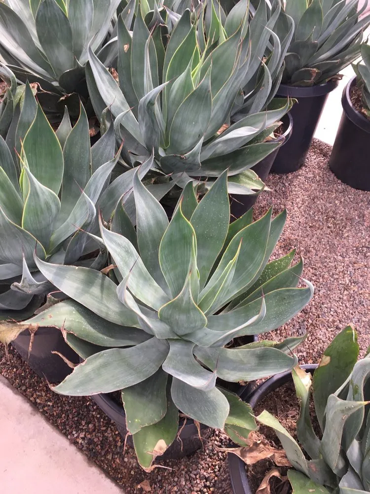 Professional garden landscaping for residential properties in Scottsdale, AZ by Testa Landscape Construction