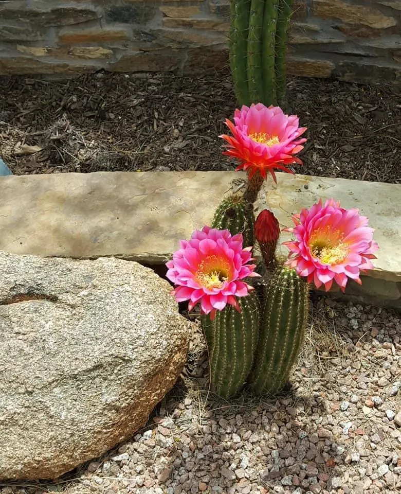 Professional lawn care service with custom design in Scottsdale, AZ by Testa Landscape Construction