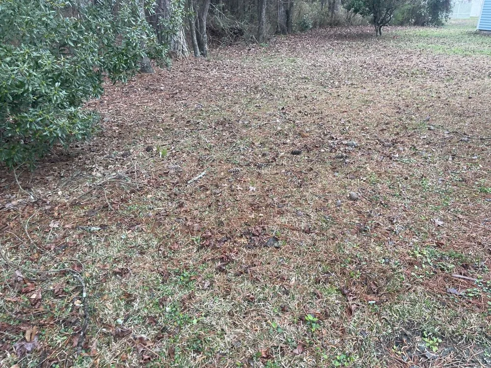 Top-rated yard maintenance for year-round maintenance across New Bern, NC - Testament Lawn Care