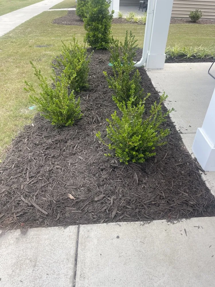 Local yard cleanup service for homes across New Bern, NC - Testament Lawn Care