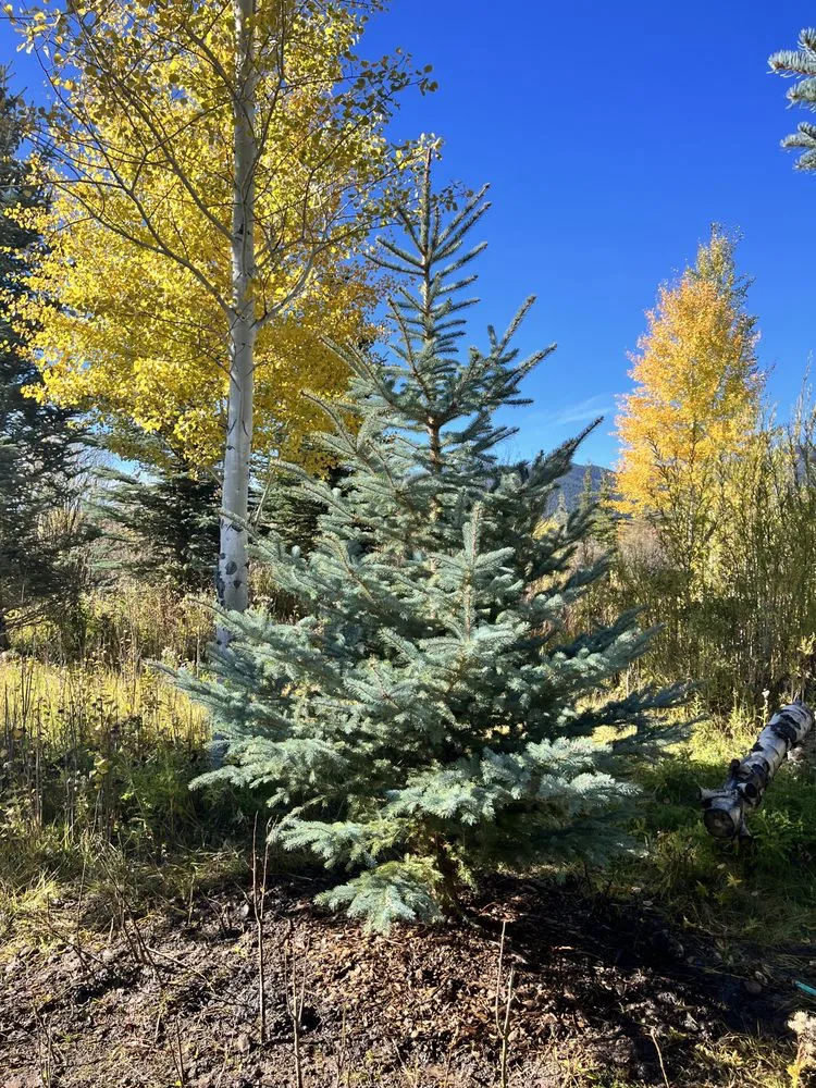 Reliable garden landscaping in Victor, ID - Teton Evergreens