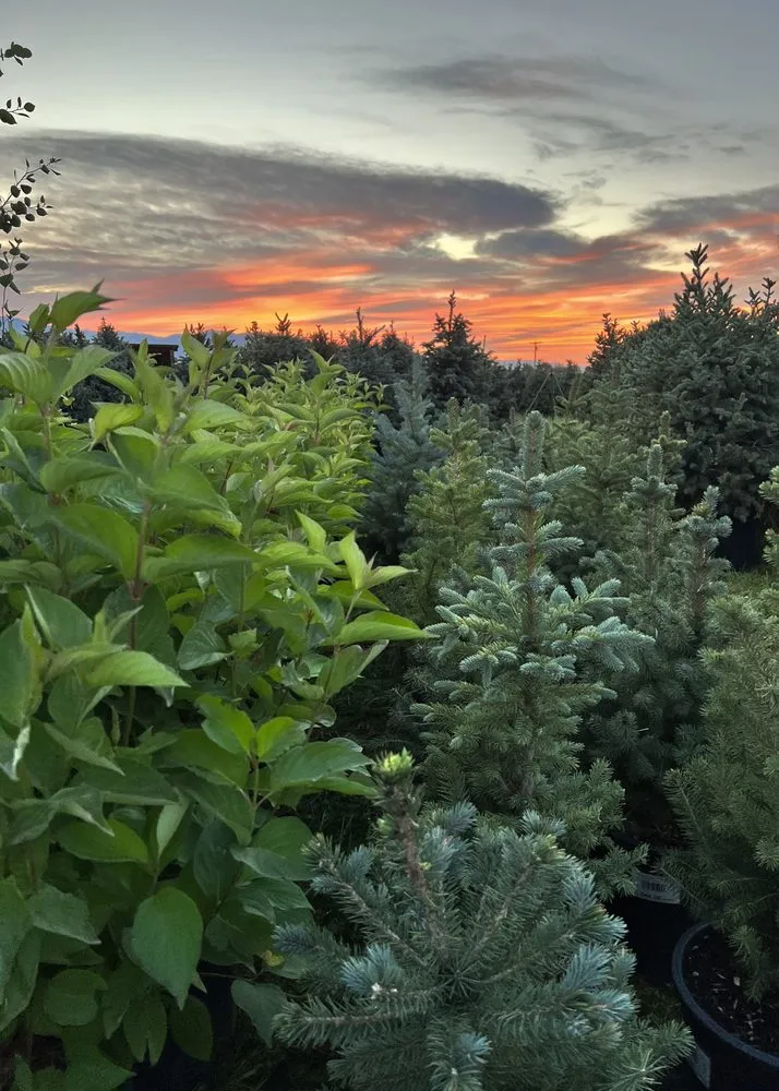 Local landscape installation for year-round maintenance across Victor, ID - Teton Evergreens