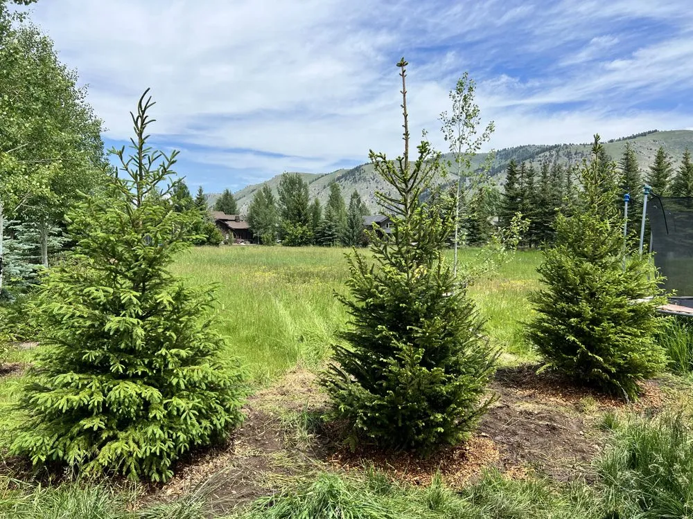 Professional yard cleanup service in Victor, ID - Teton Evergreens