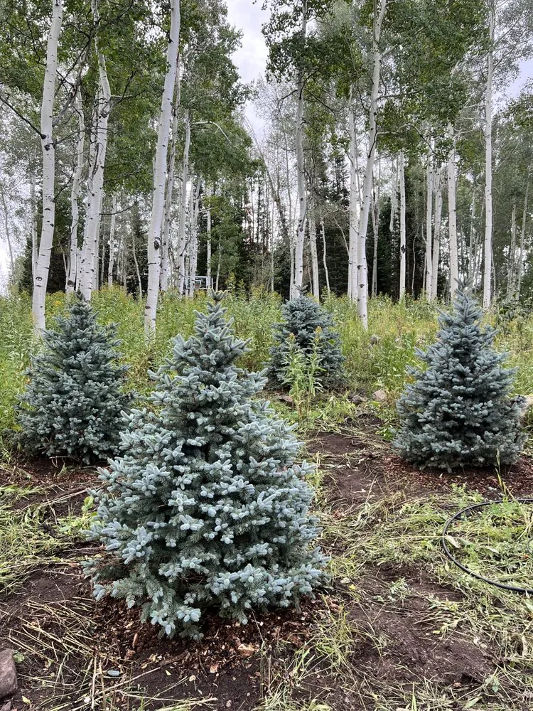 Affordable landscaping services experts serving Victor, ID - Teton Evergreens