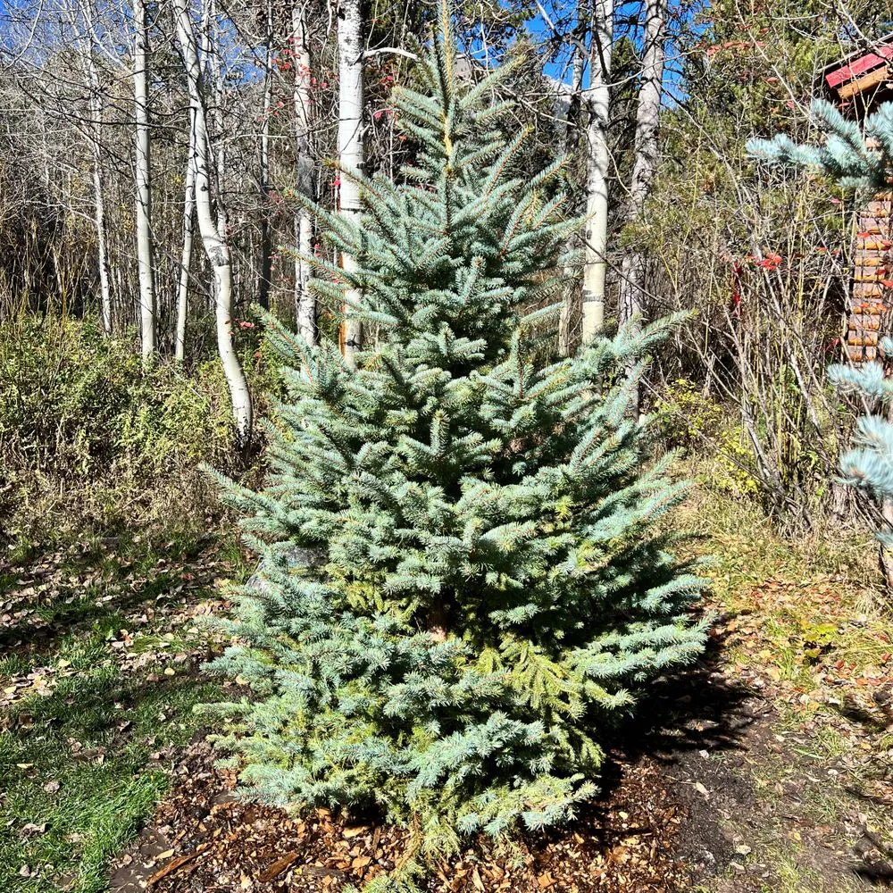 Trusted outdoor landscaping for outdoor upgrades in Victor, ID by Teton Evergreens