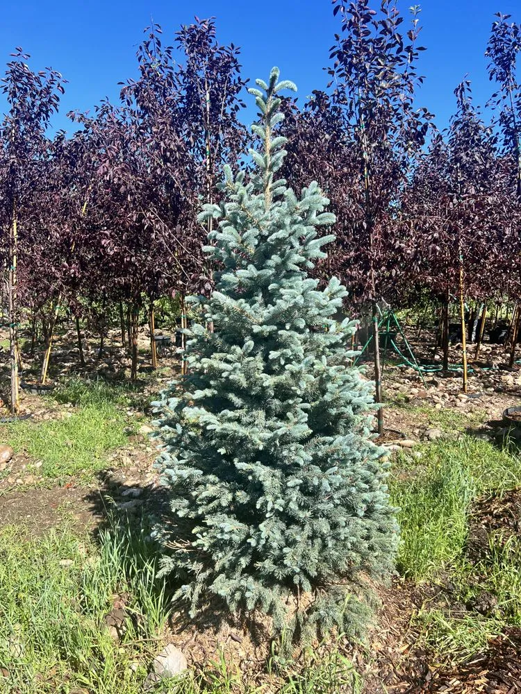 Expert landscape installation in Victor, ID - Teton Evergreens
