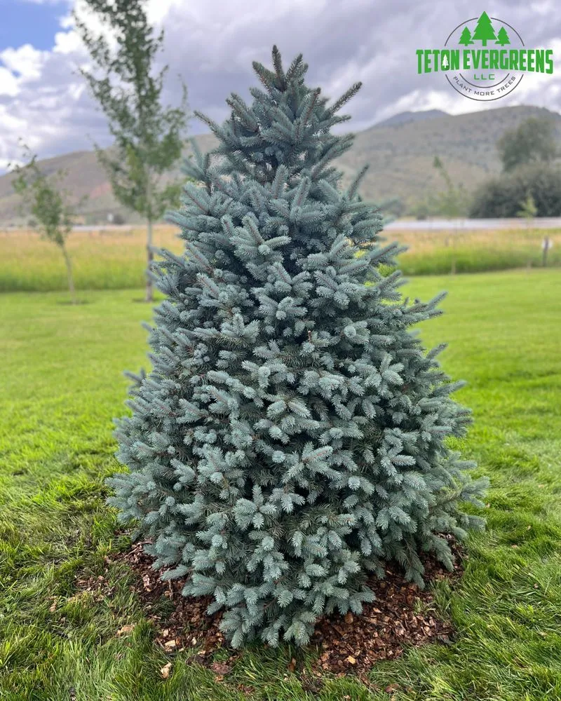 Professional landscape installation in Victor, ID by Teton Evergreens