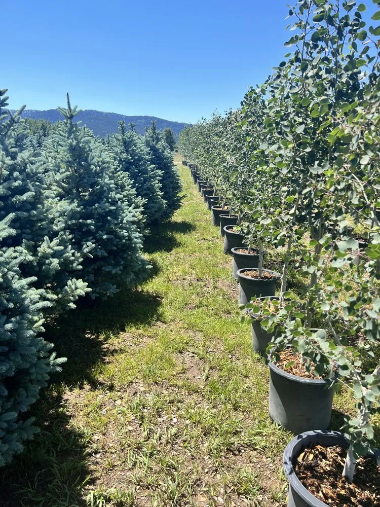 Local lawn care service experts serving Victor, ID - Teton Evergreens