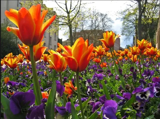 Trusted landscaping services in Jackson, WY by Teton Precision Scapes