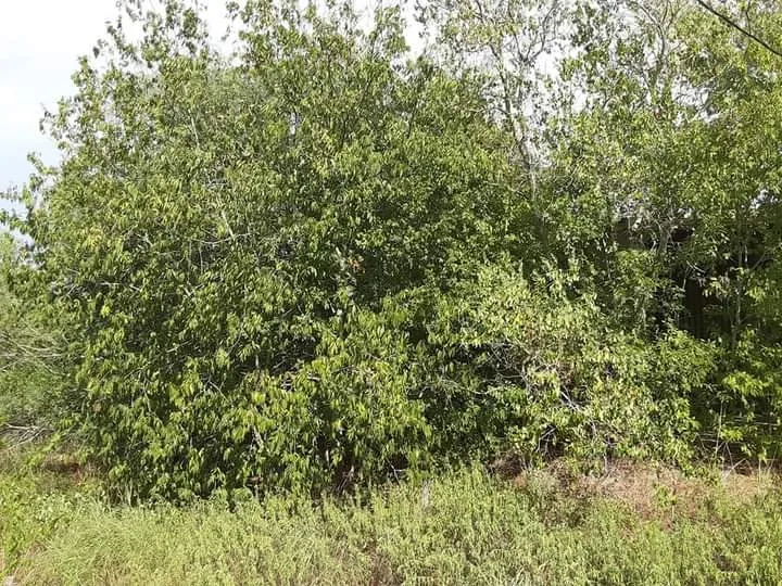 Top-rated landscape design experts serving Wilson, NC - Tetrion Property Solutions