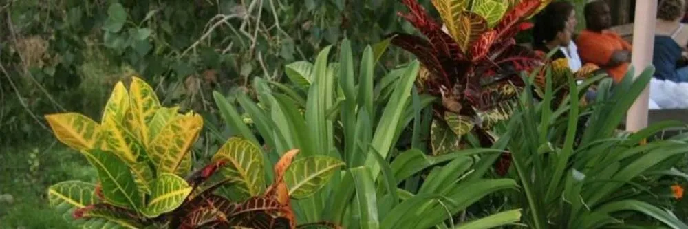 Reliable landscaping services near you across Katy, TX - Tex Lawns