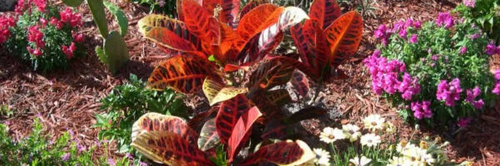 Affordable lawn mowing service experts serving Katy, TX - Tex Lawns