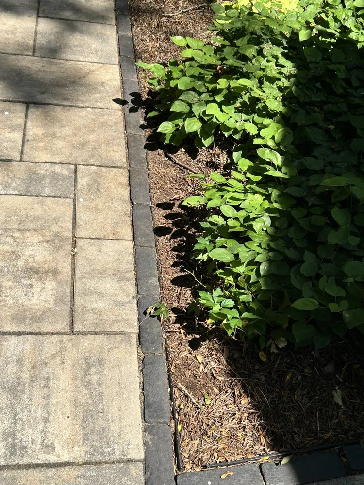 Affordable yard cleanup service in Grass Lake, MI by Tex Mex Lawn and Landscaping