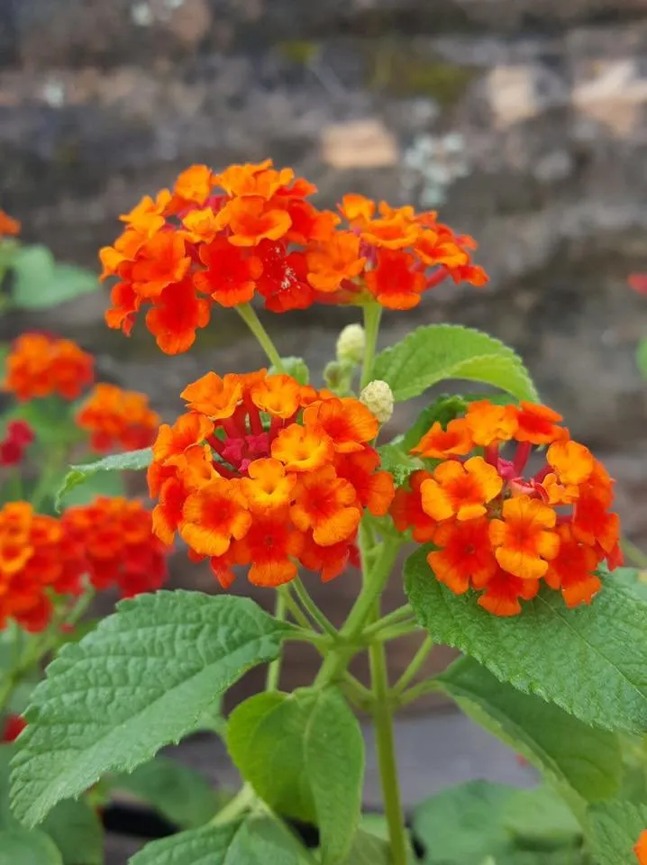 Reliable yard maintenance in Ennis, TX by Tex-Scapes Nursery and Landscaping