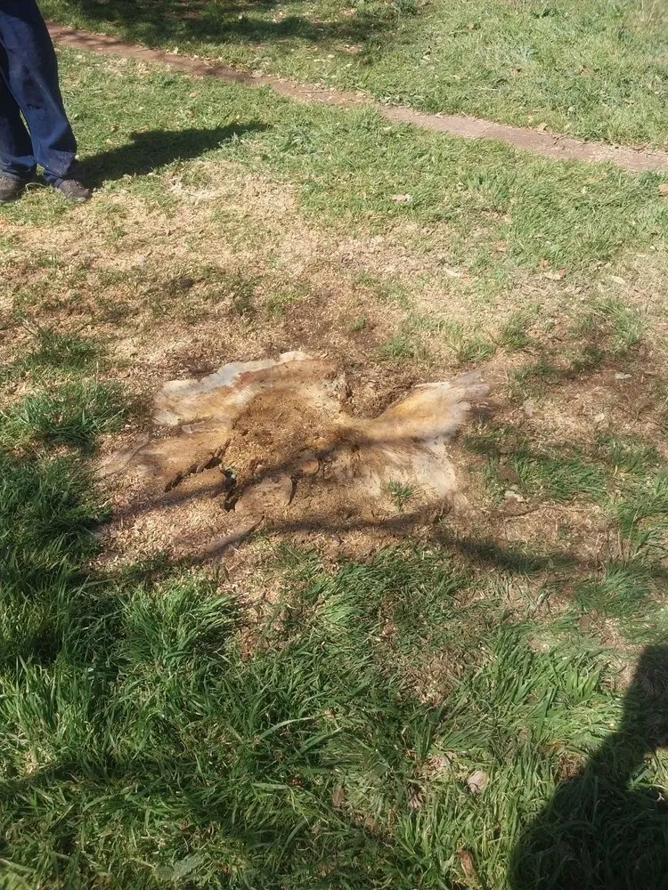 Top-rated yard maintenance for homes in Waco, TX by Tex Vet Trees And Landscaping