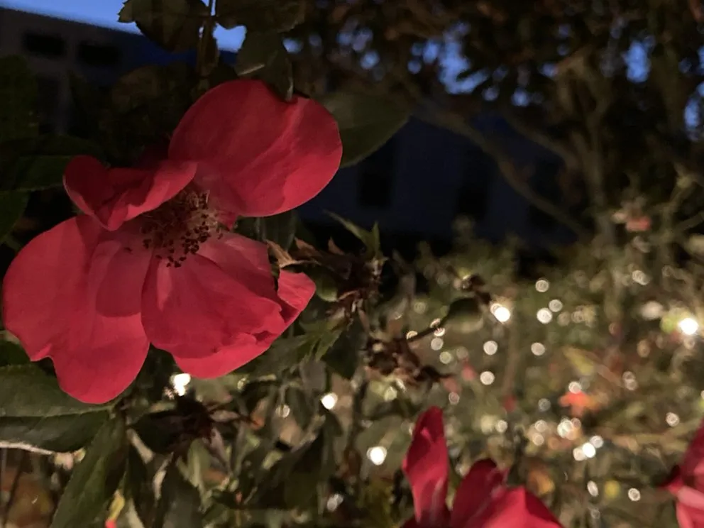 Local yard cleanup service in Conroe, TX - Texan Power Washing and Restorations