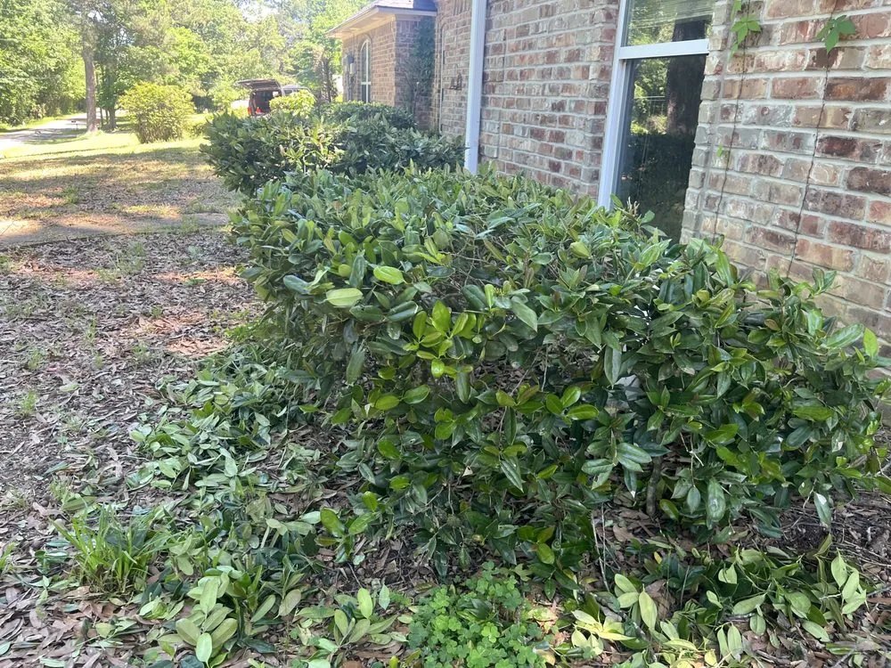 Trusted yard cleanup service experts serving Texarkana, AR - Texarkana Grass Masters