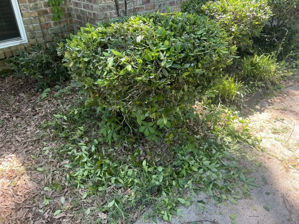 Top-rated garden landscaping for outdoor upgrades in Texarkana, AR by Texarkana Grass Masters