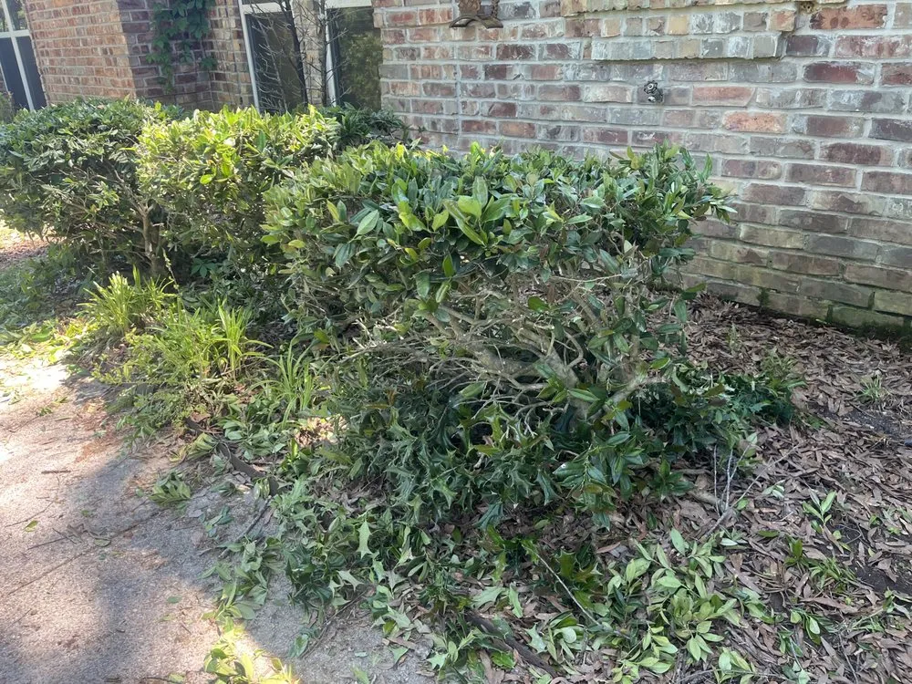 Trusted lawn care service in Texarkana, AR - Texarkana Grass Masters