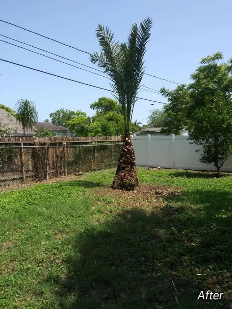 Expert yard cleanup service in Corpus Christi, TX - Texas Affordable