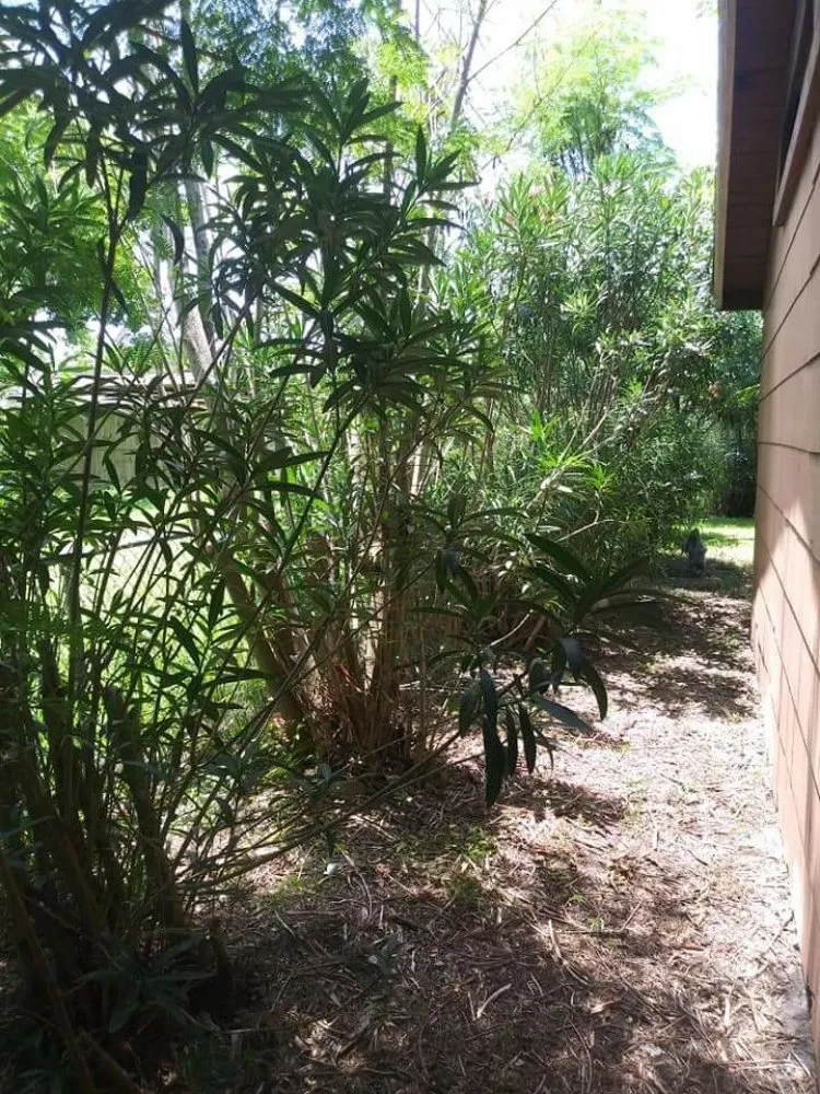 Custom lawn mowing service experts serving Corpus Christi, TX - Texas Affordable