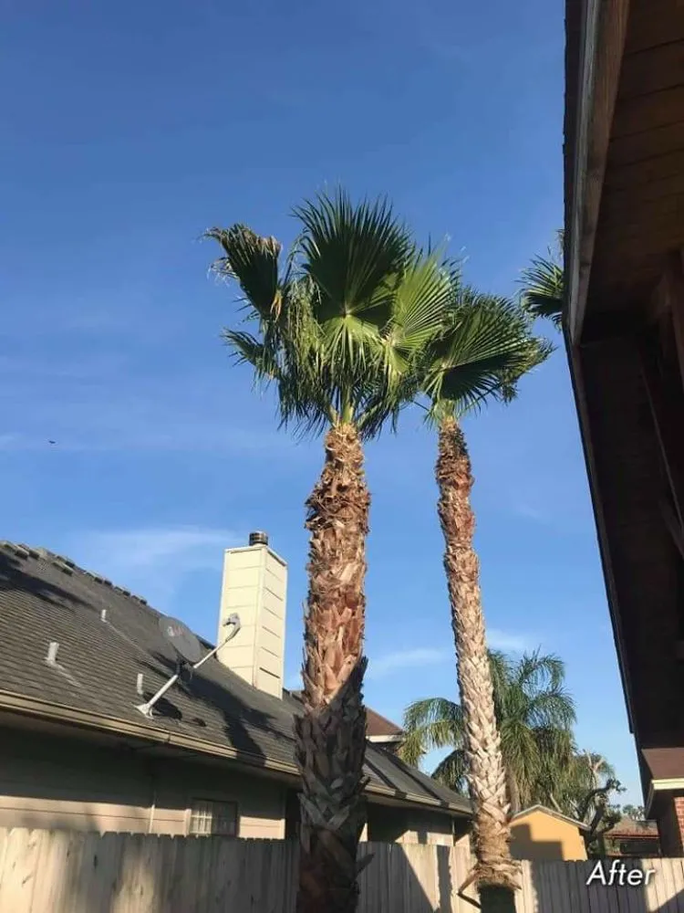 Top-rated landscaping services with custom design in Corpus Christi, TX by Texas Affordable