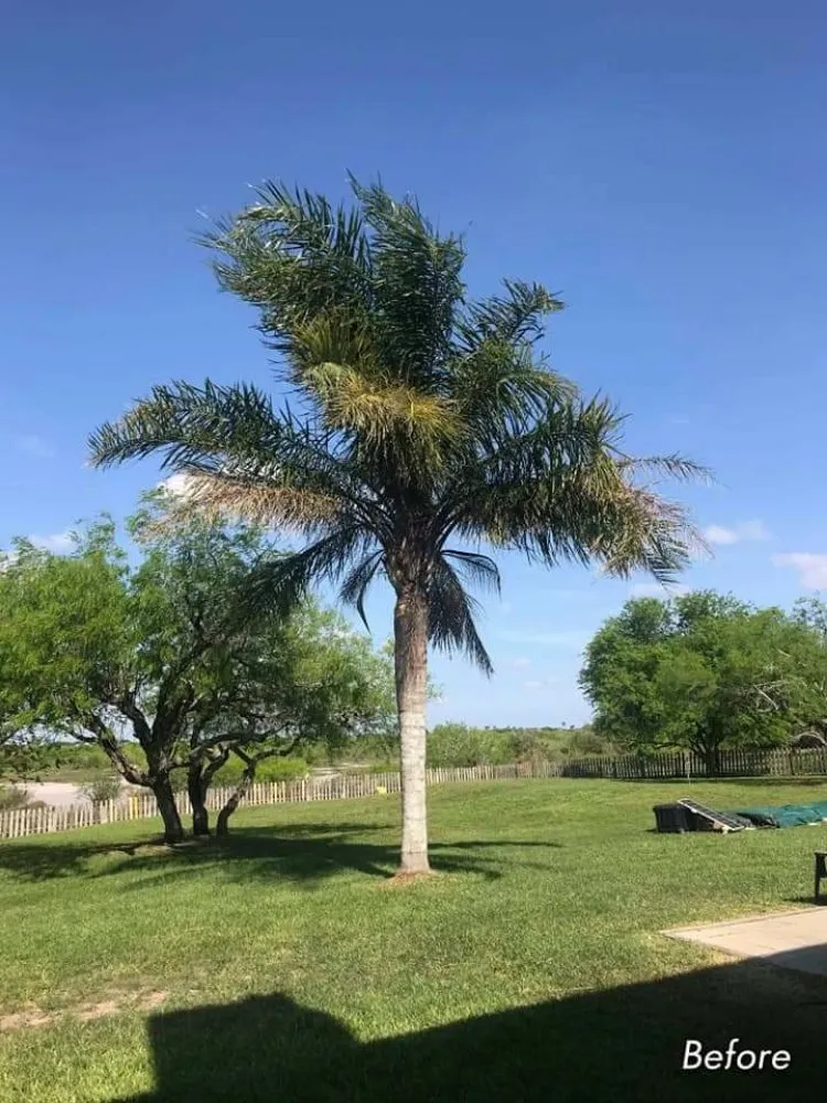 Expert landscape installation experts serving Corpus Christi, TX - Texas Affordable