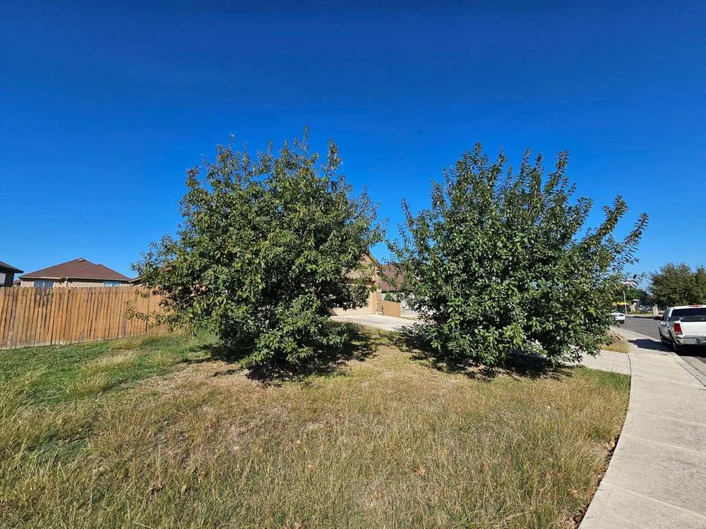 Professional residential landscaping for year-round maintenance across Kyle, TX - Texas Born Landscaping