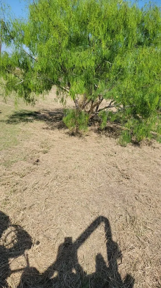 Expert landscape design for beautiful yards in McAllen, TX by Texas Brush Hogging