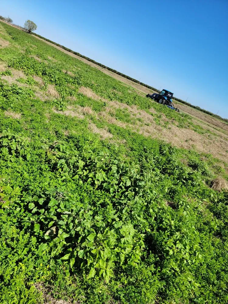 Expert landscape installation with custom design in McAllen, TX by Texas Brush Hogging