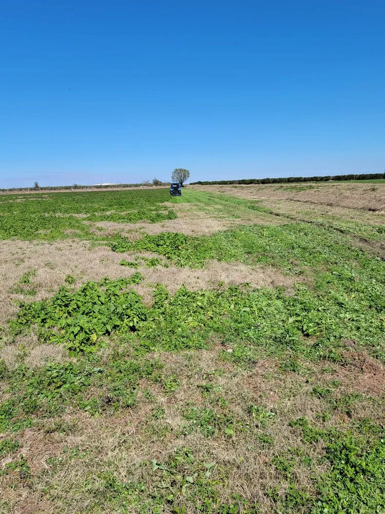 Reliable landscaping services in McAllen, TX by Texas Brush Hogging