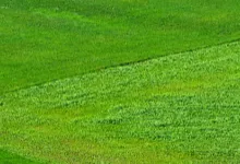 Top-rated yard maintenance for homes across Houston, TX - Texas Care Landscaping