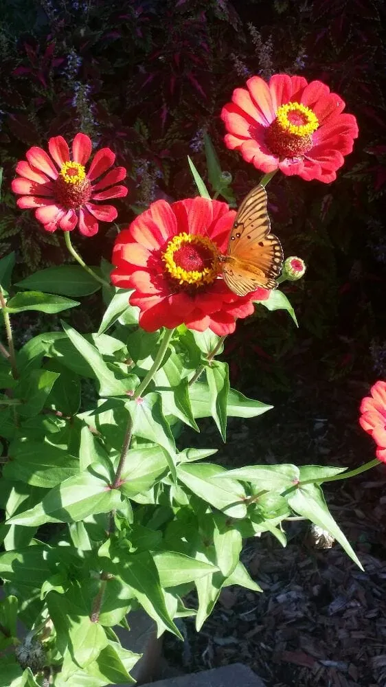 Affordable outdoor landscaping for year-round maintenance in Houston, TX by Texas Care Landscaping