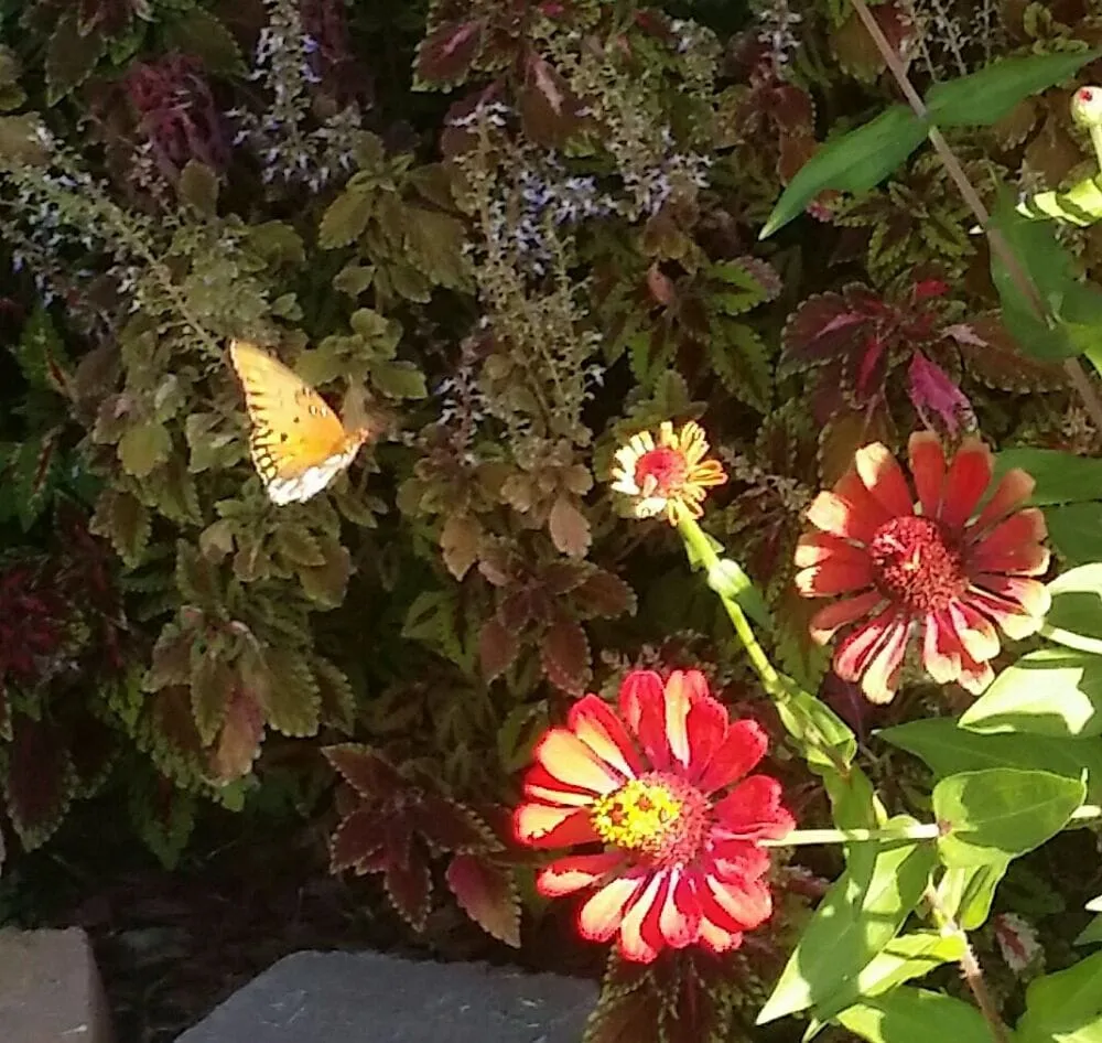 Custom lawn mowing service experts serving Houston, TX - Texas Care Landscaping