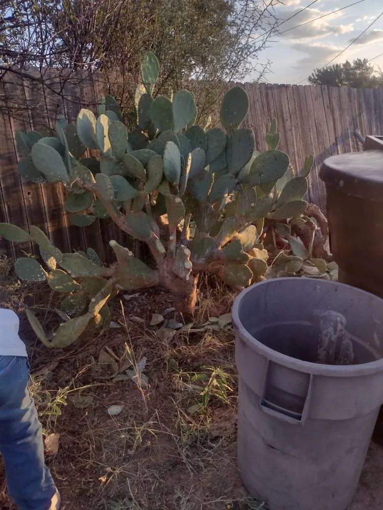 Professional lawn mowing service in Abilene, TX by Texas Cut & Lawn Care