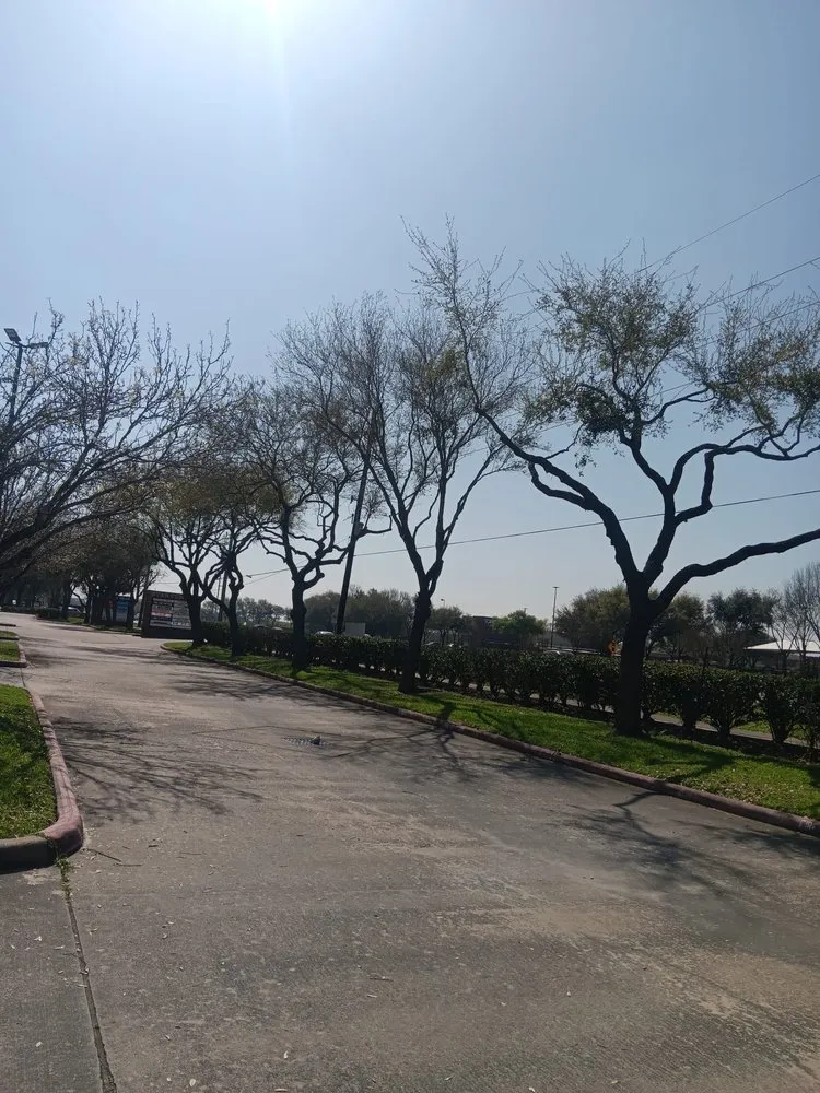 Top-rated yard maintenance for beautiful yards across Houston, TX - Texas Elite Tree & Outdoors