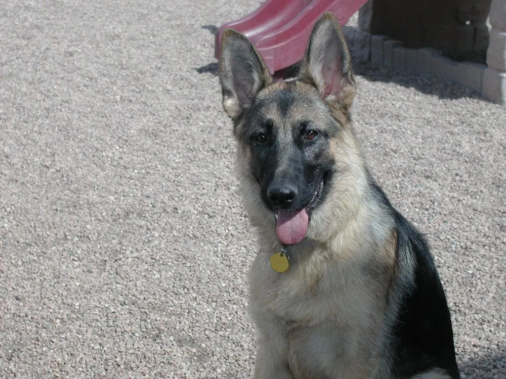 Professional landscape installation in Austin, TX by Texas First Scapes