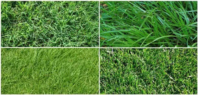 Trusted residential landscaping in Sugar Land, TX by Texas Grass Factory