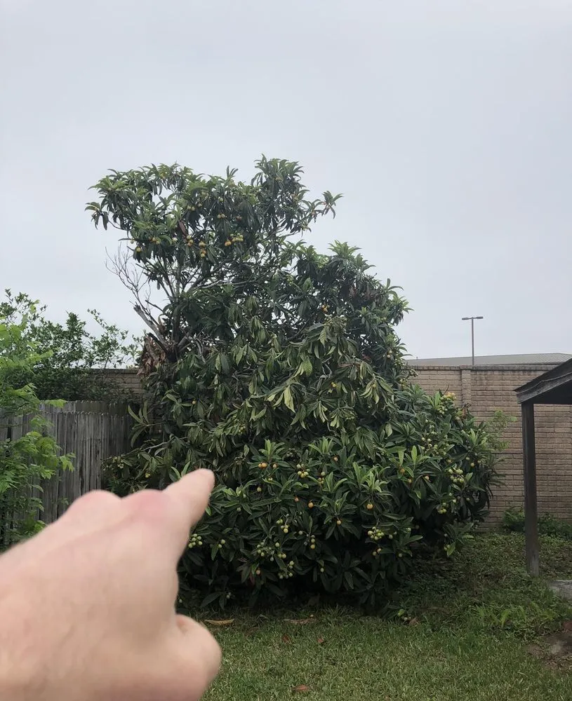 Custom lawn mowing service in Sugar Land, TX - Texas Grass Factory