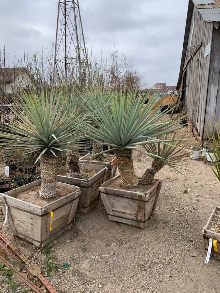 Reliable landscaping services near you in lancaster, TX by Texas Green Boys