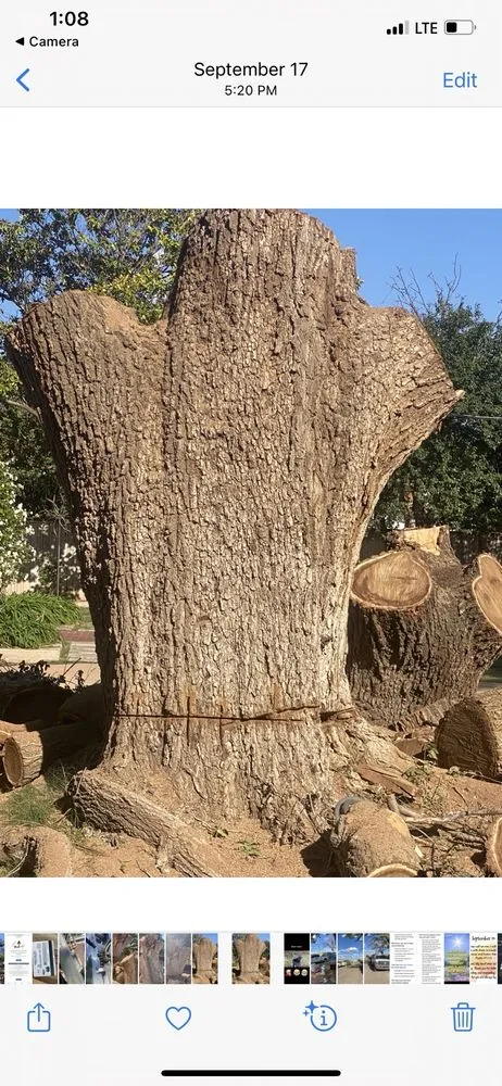 Trusted yard maintenance for residential properties in Lubbock, TX by Texas Green Tree Services