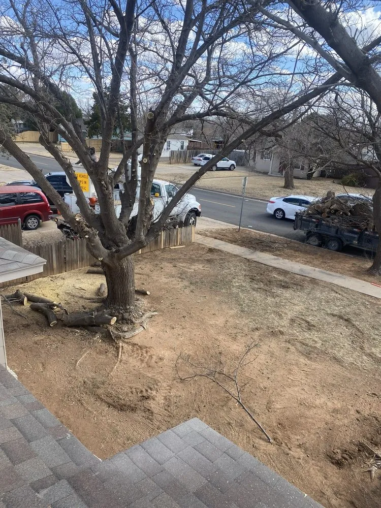 Reliable landscaping services for year-round maintenance across Lubbock, TX - Texas Green Tree Services
