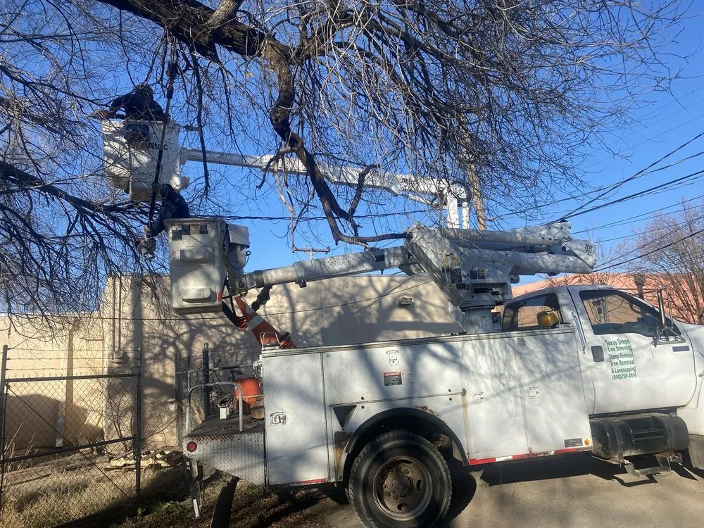 Local lawn care service in Lubbock, TX by Texas Green Tree Services