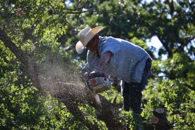 Top-rated lawn mowing service in Lubbock, TX by Texas Green Tree Services