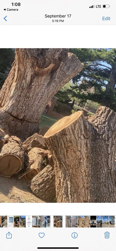 Trusted yard cleanup service experts serving Lubbock, TX - Texas Green Tree Services